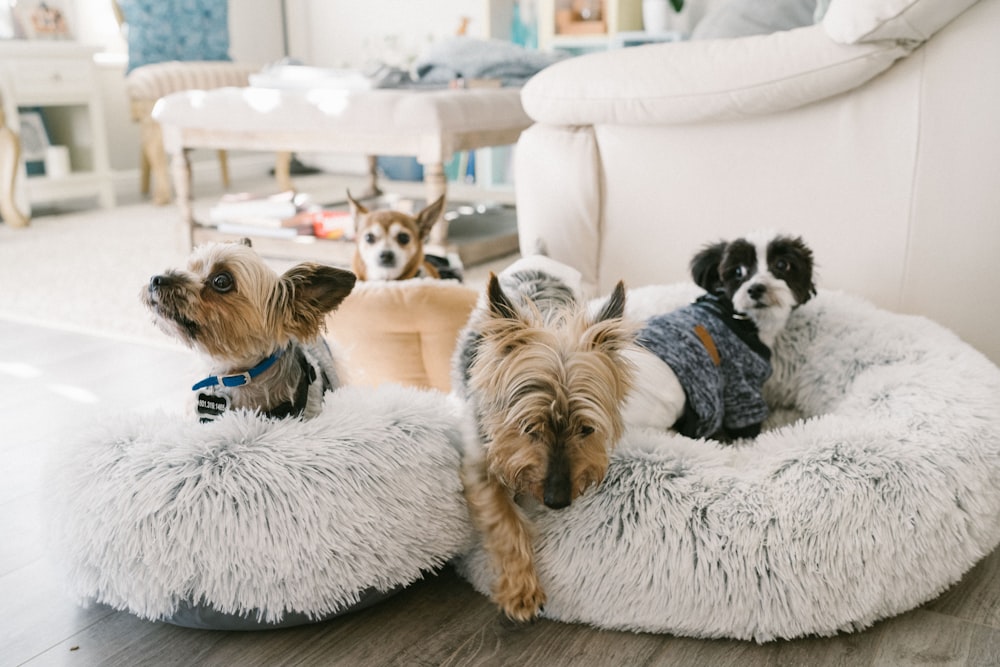 brown and black yorkshire terrier puppy