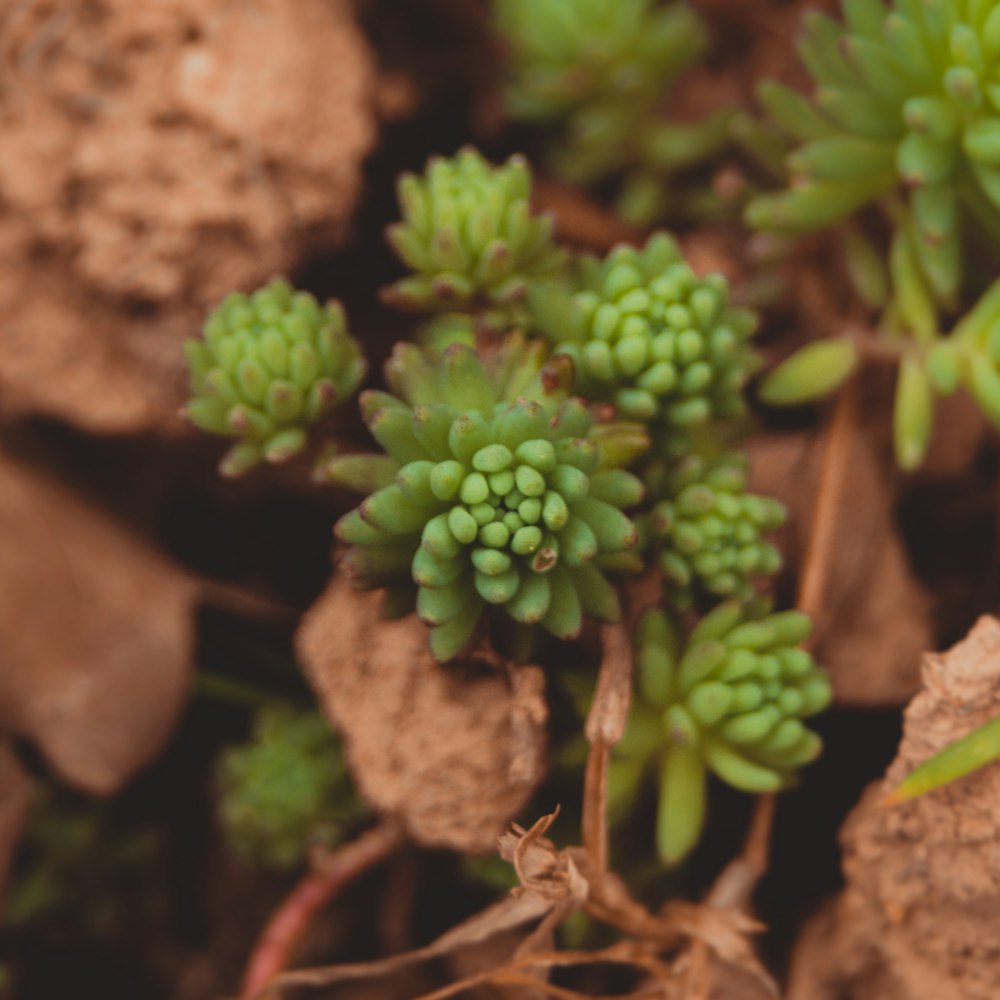 green plant on brown rock