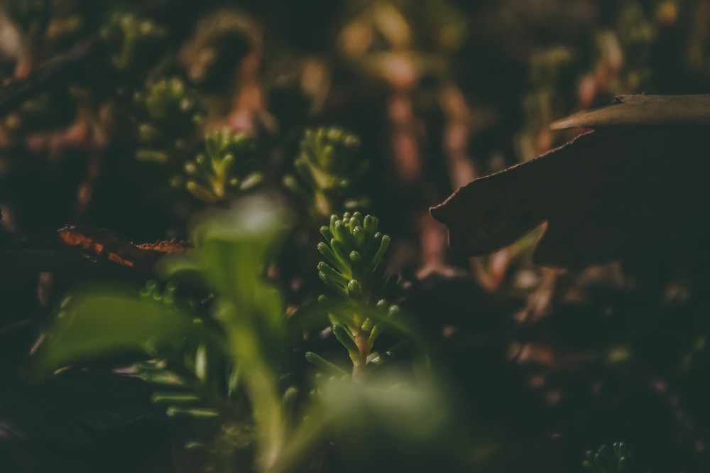 green plant in close up photography