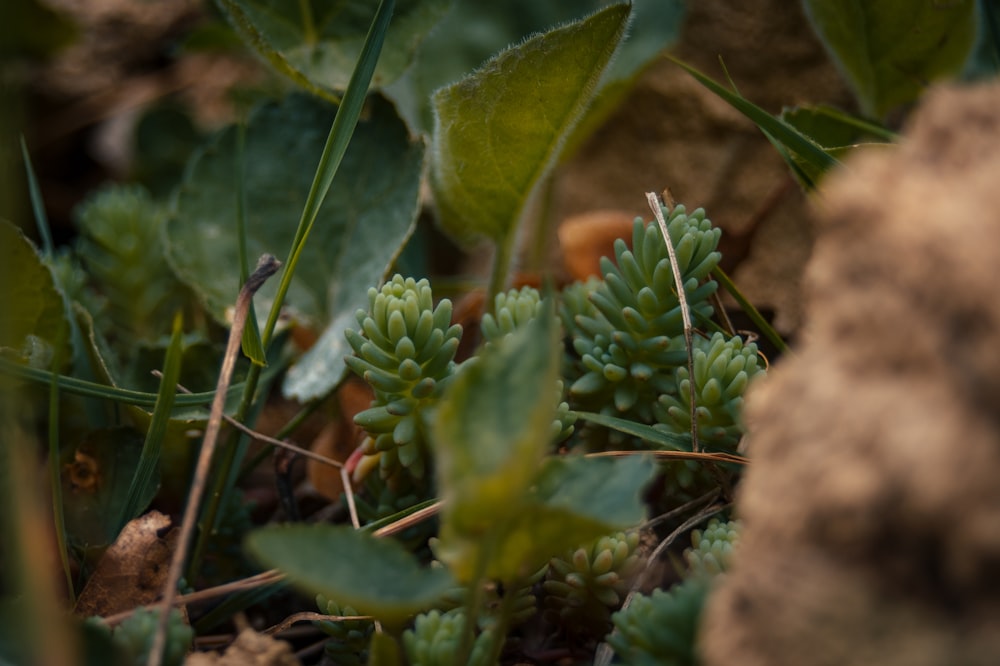 green plant on brown soil