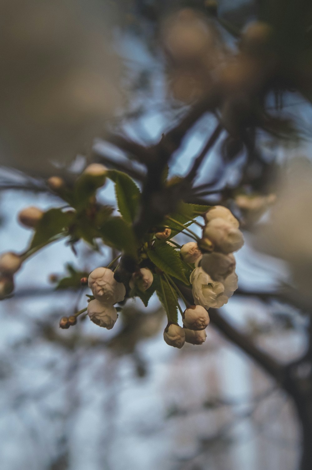 white round fruits on tree branch