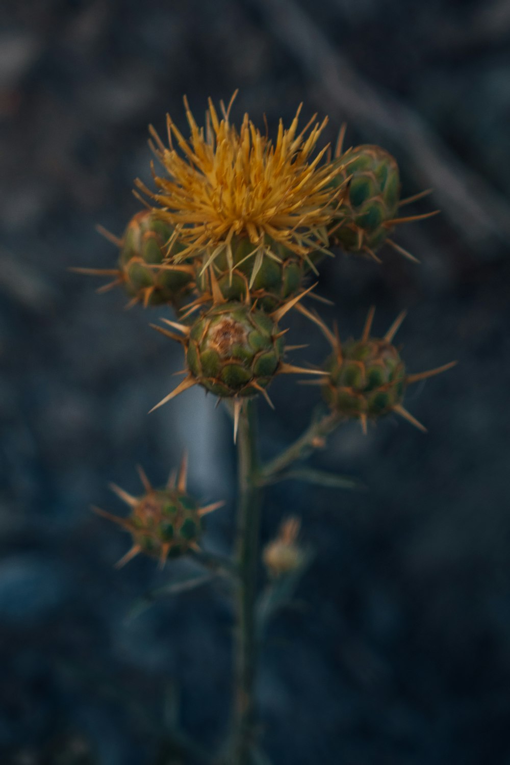 a close up of a plant with yellow flowers