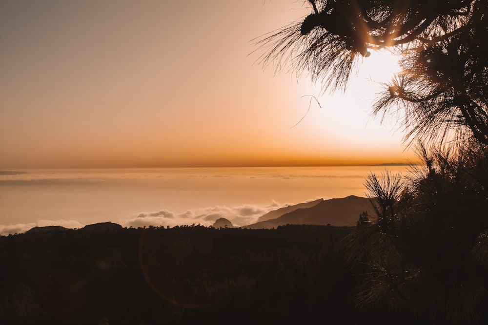 silhouette of palm tree during sunset