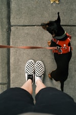 black and brown short coated dog