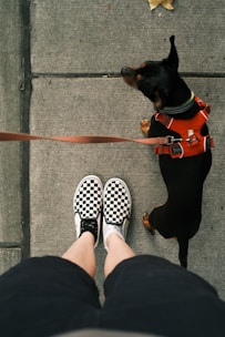 black and brown short coated dog