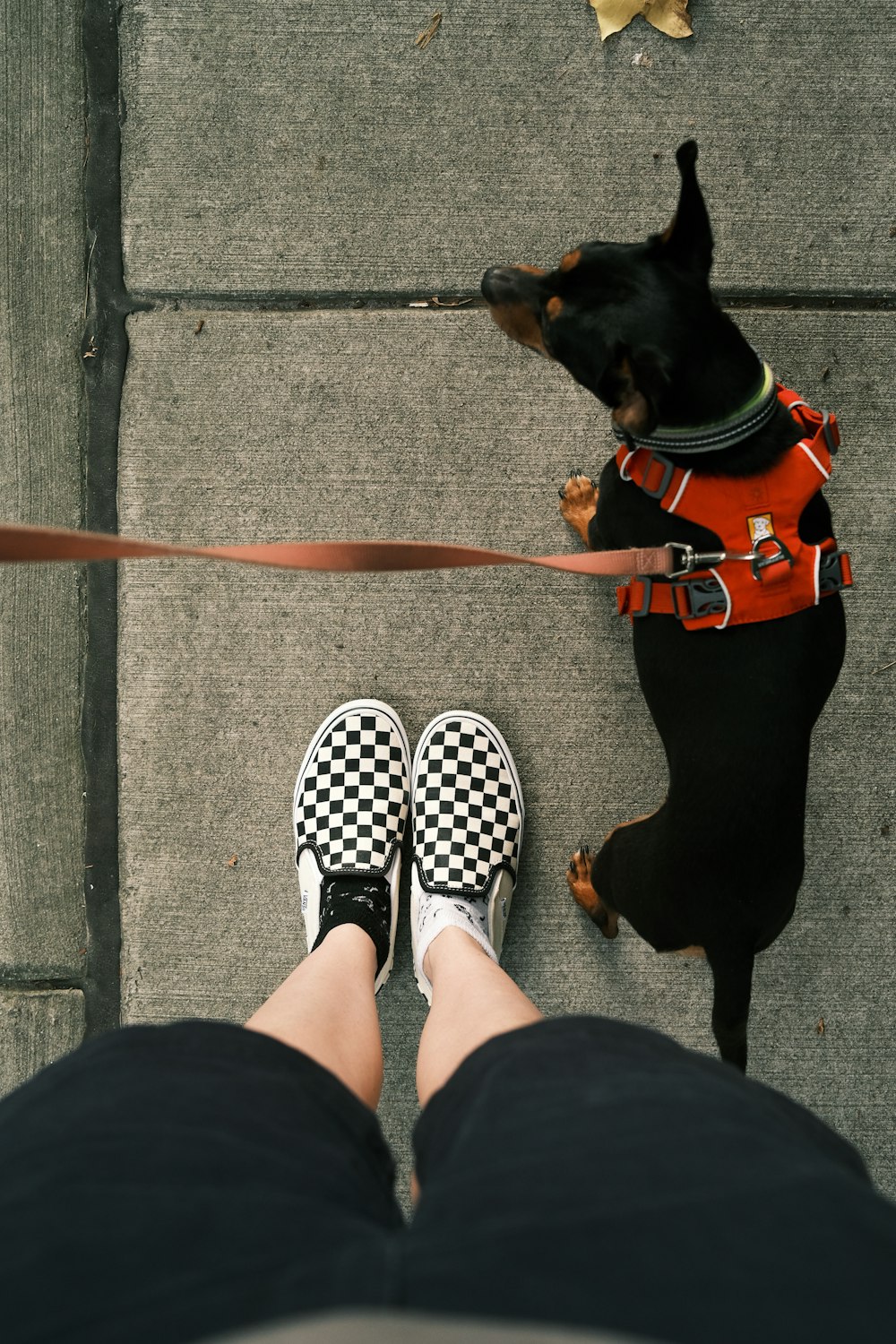 cane a pelo corto nero e marrone