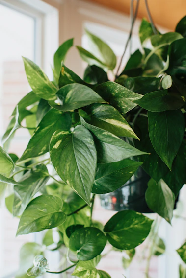 A vibrant kokedama hanging gracefully near a sunlit window, showcasing lush green leaves and delicate moss.