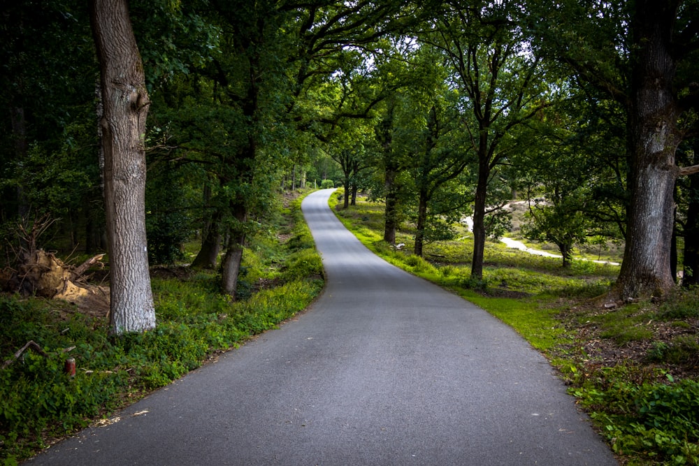 gray concrete road between green trees during daytime