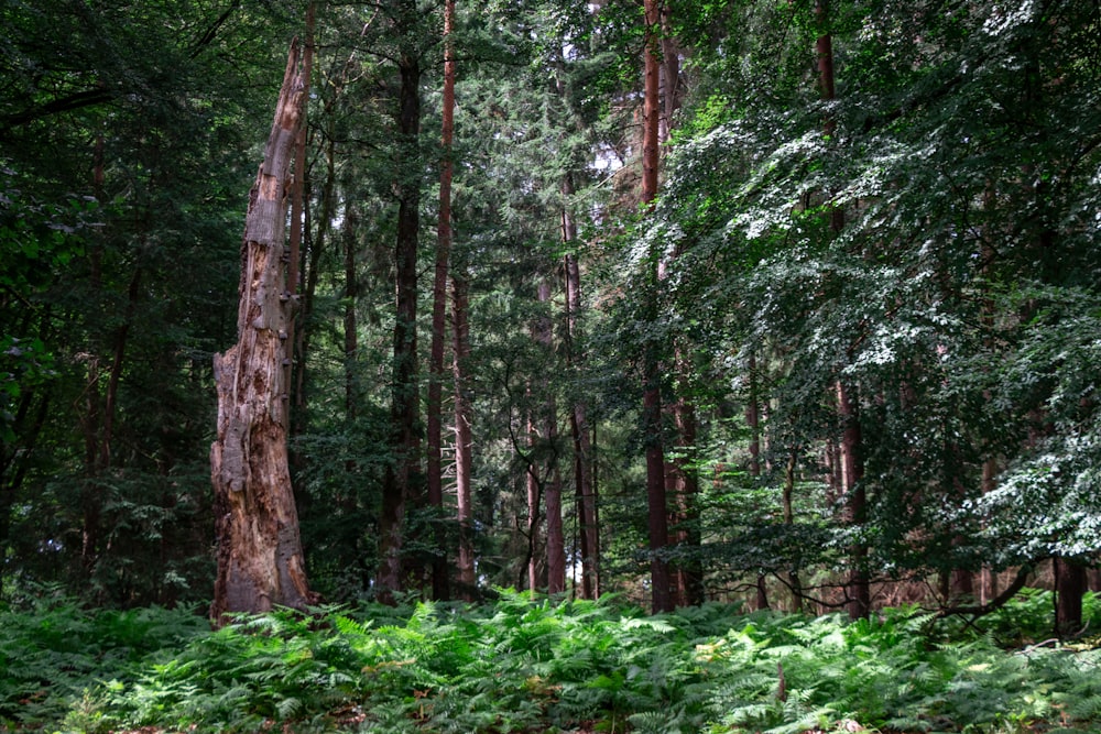 green trees and plants during daytime