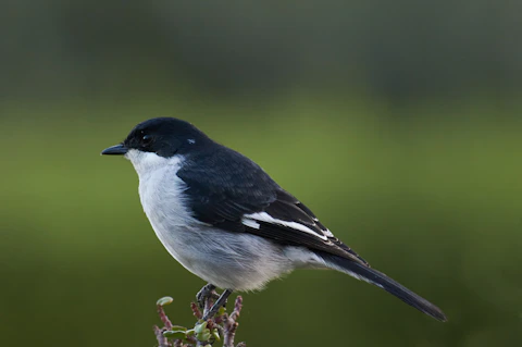 Male pied flycatcher