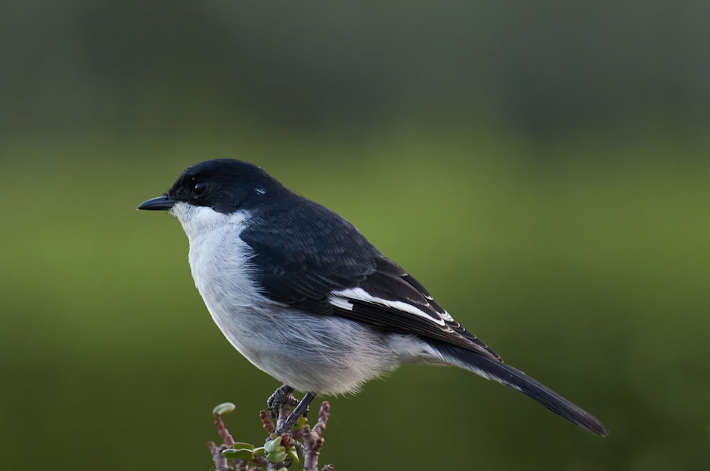 black and white bird on tree branch