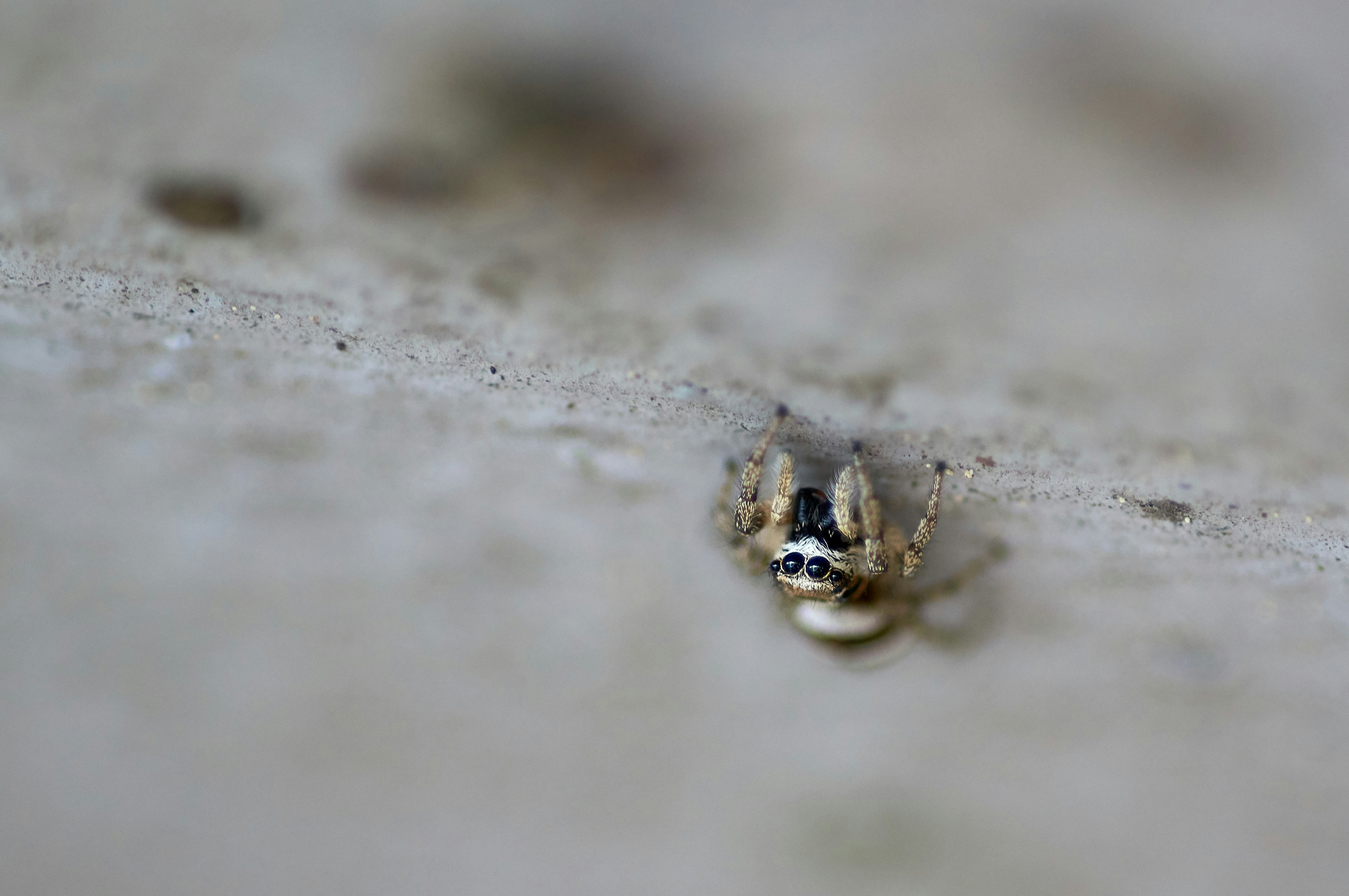 Photo by wolfgang_hasselmann