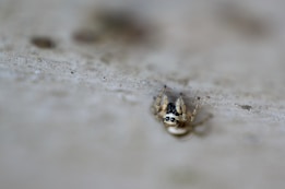 A small jumping spider is situated on a smooth, light-colored surface. The spider's large eyes are prominent, and its body is predominantly dark with some lighter, tan markings. The background is blurred, emphasizing the spider's features.