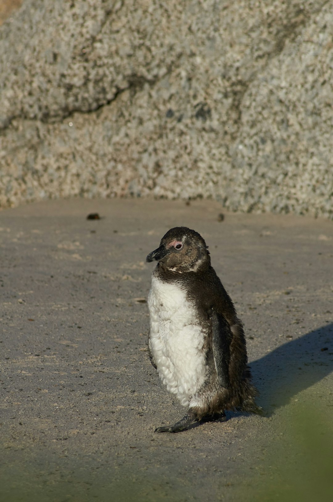 white and black penguin on gray sand during daytime