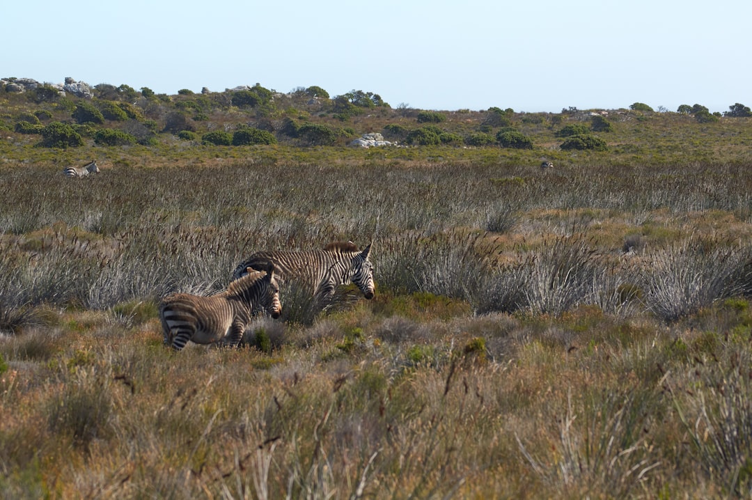 zebra on brown grass field during daytime