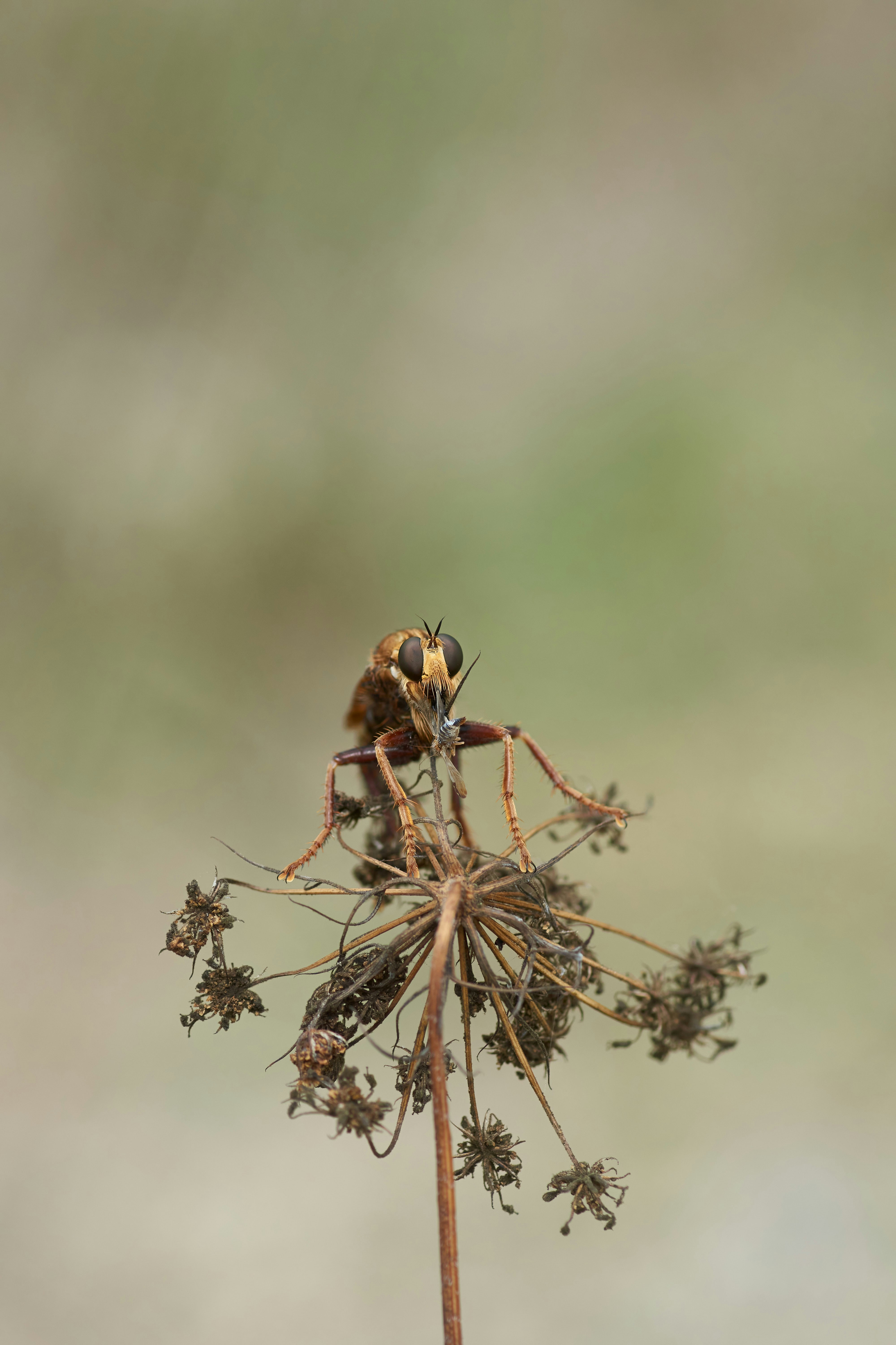 Photo by wolfgang_hasselmann