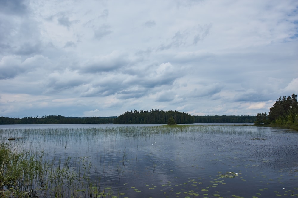 green trees beside body of water under cloudy sky during daytime