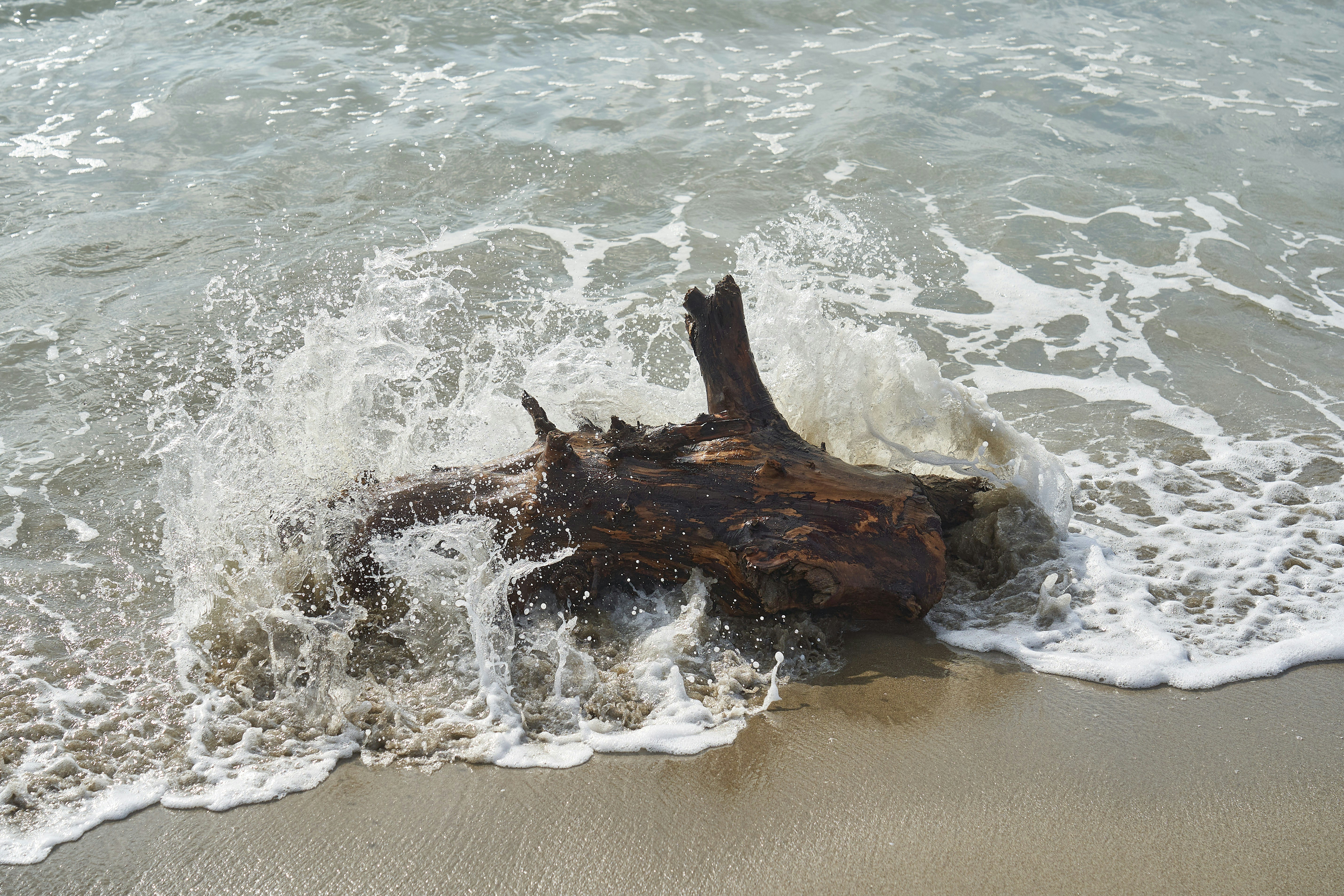 Photo by wolfgang_hasselmann