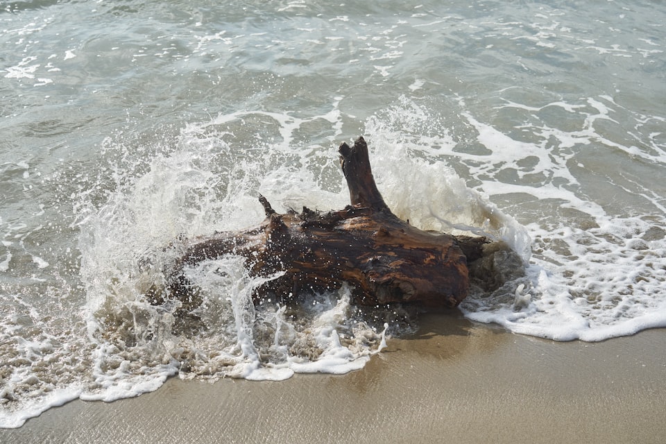 driftwood