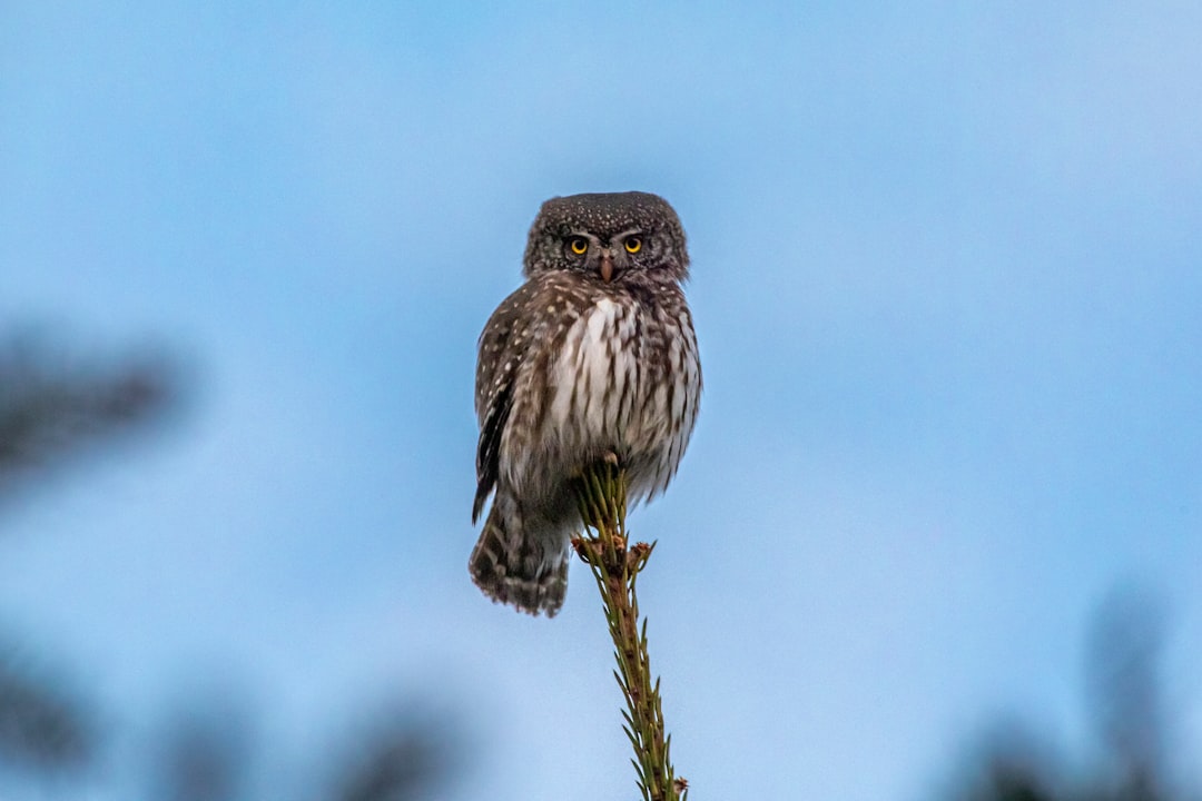 Wildlife photo spot Pikva Suurupi