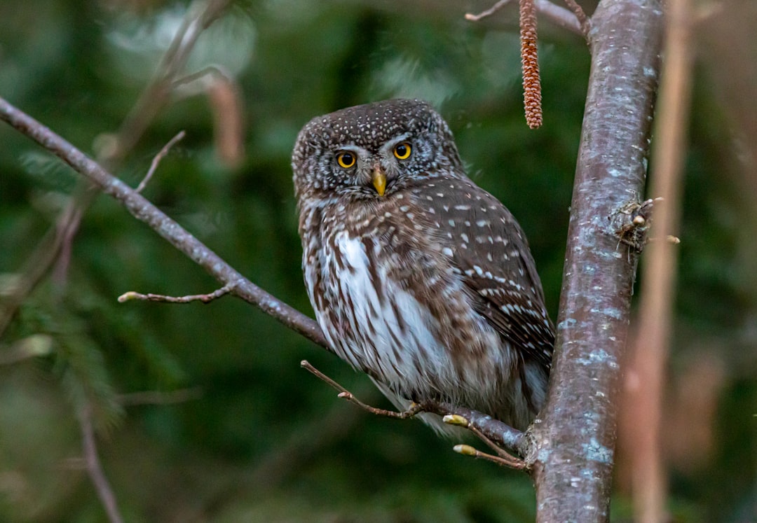 brown owl on brown tree branch during daytime