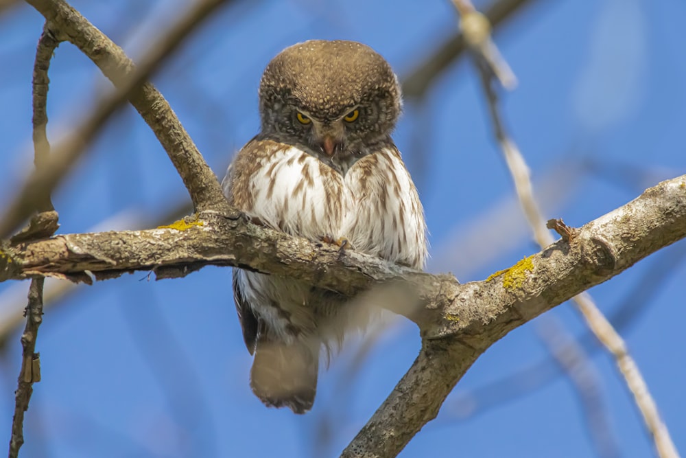 white and brown owl on brown tree branch during daytime