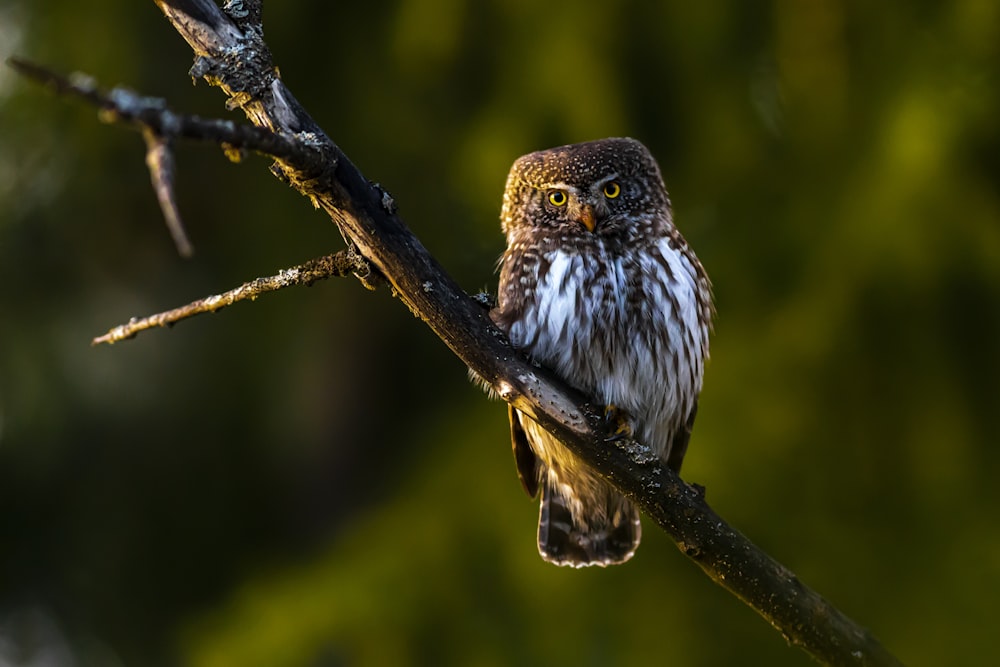 brown and white owl on brown tree branch