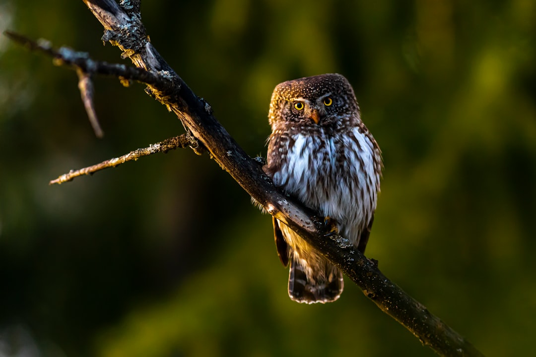 brown and white owl on brown tree branch