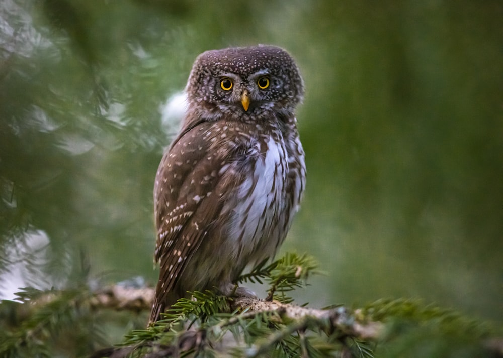 brown owl perched on brown tree branch during daytime