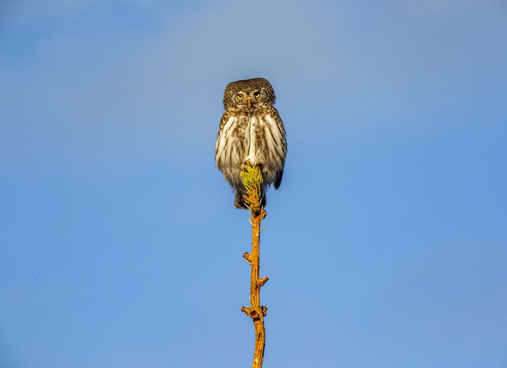 brown and white bird on brown tree branch