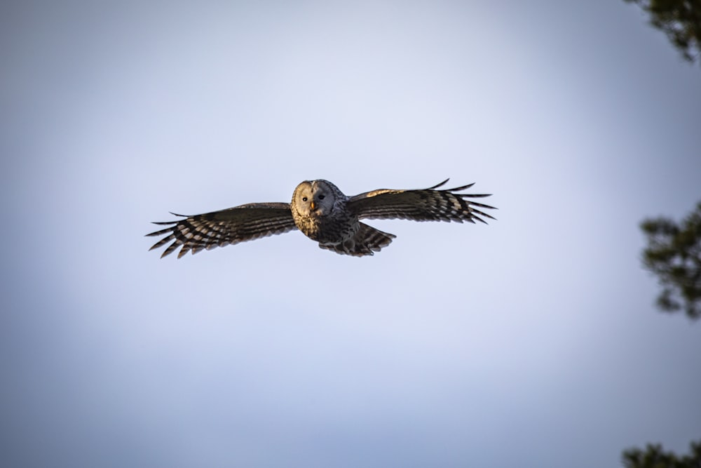 brown and black bird flying