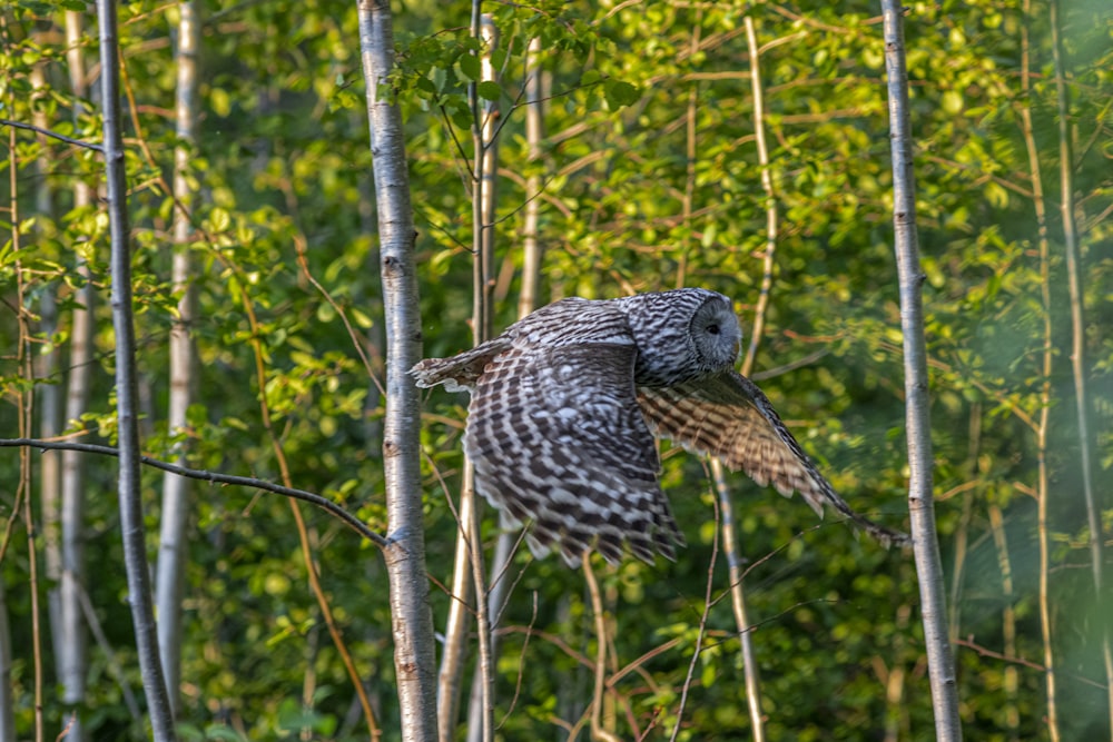 owl perched on tree branch during daytime