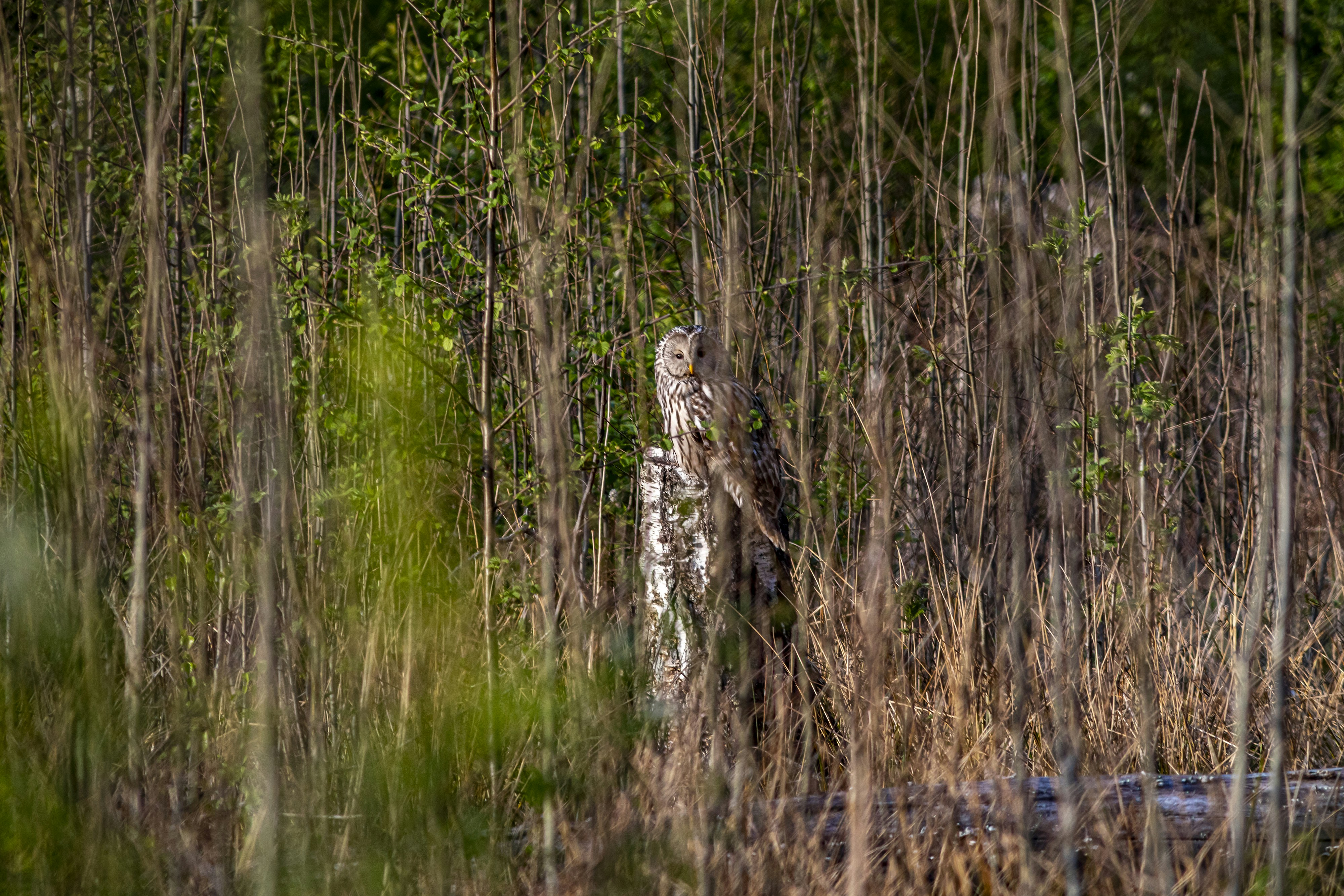 Photo by erik_karits