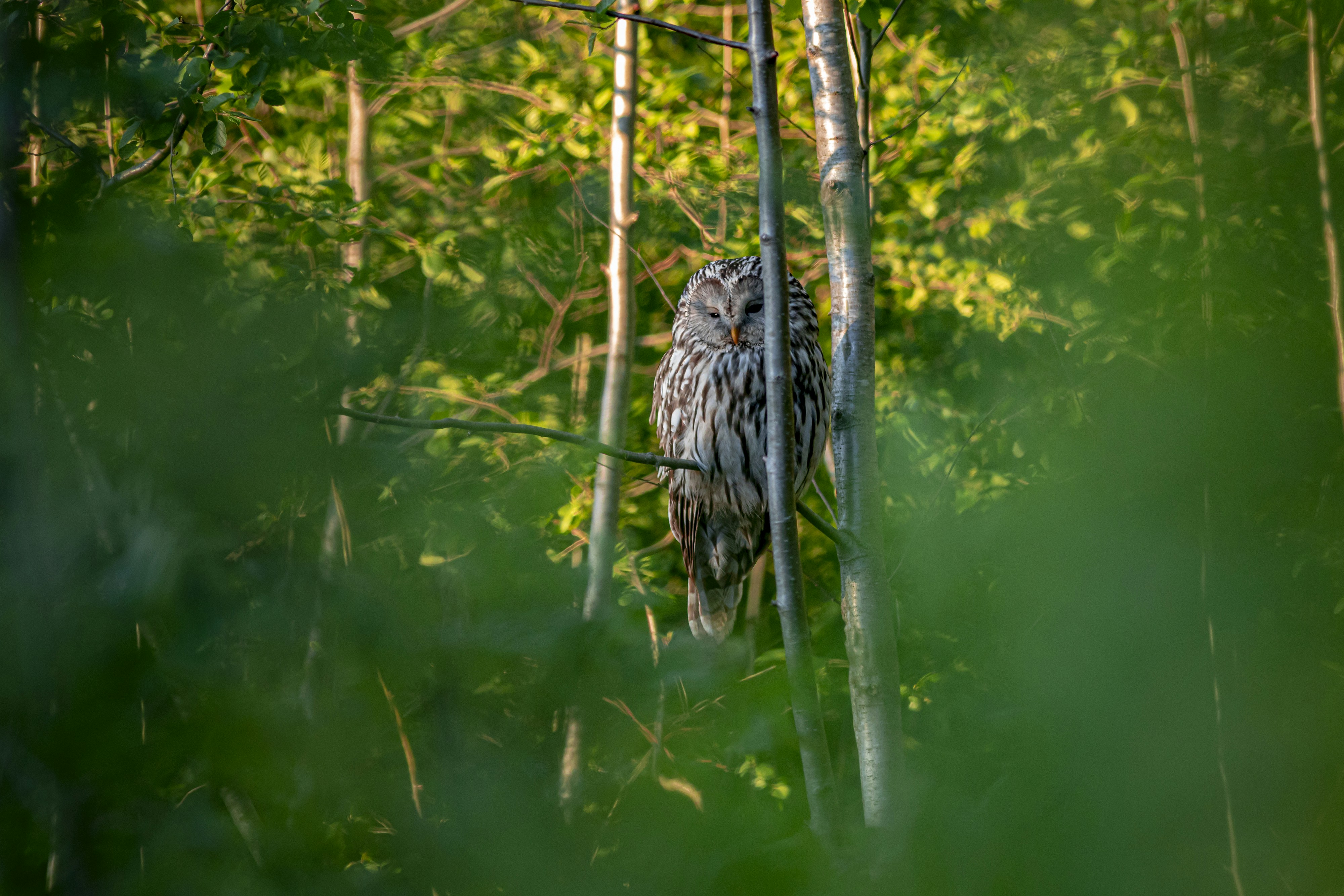 Photo by erik_karits