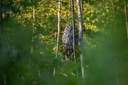 La chouette hulotte – En forêt avec Manon