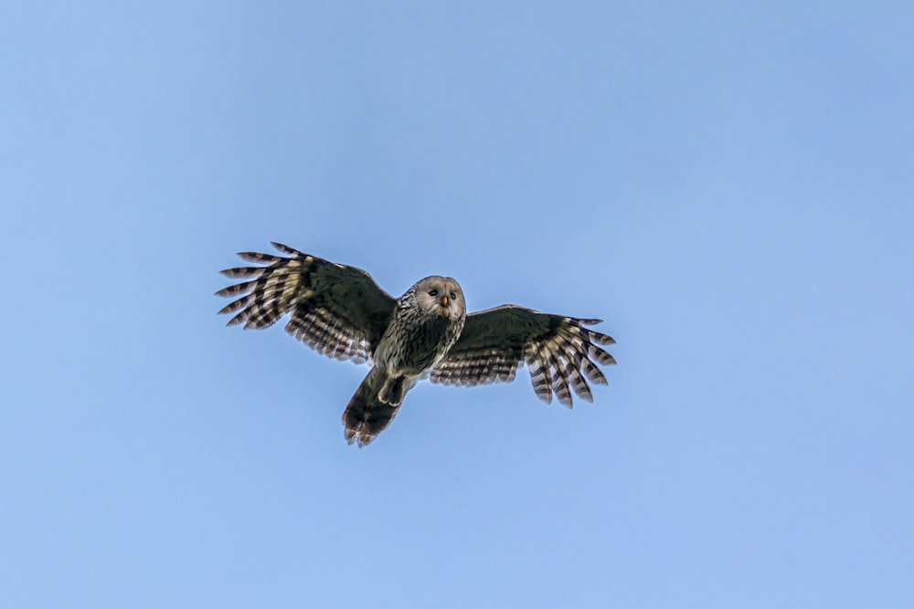 brown and white owl flying during daytime