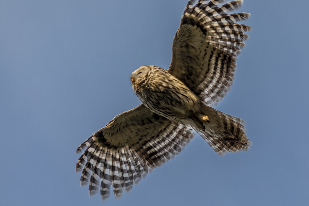 brown and white owl flying during daytime