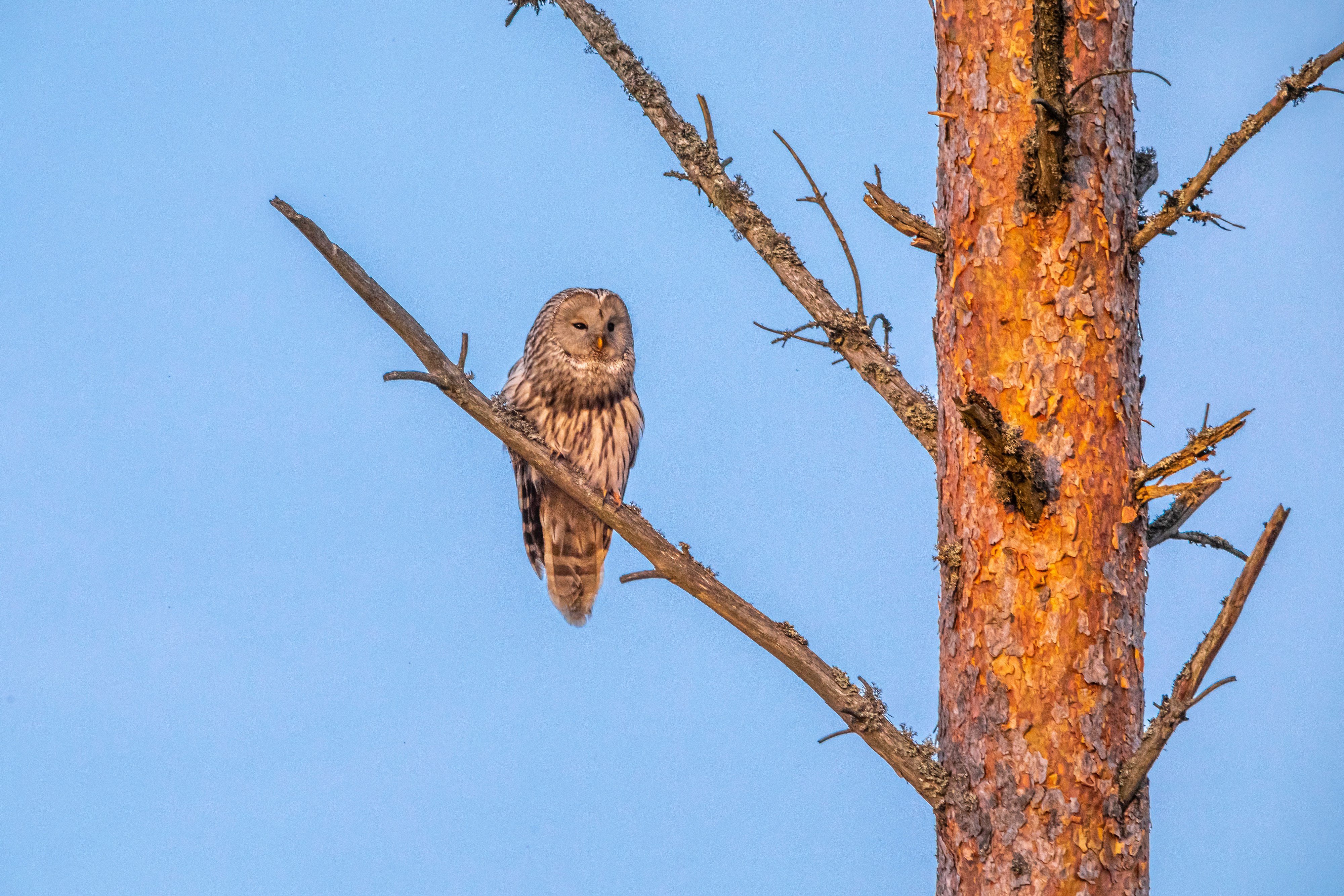 brown owl perched on brown tree branch during daytime