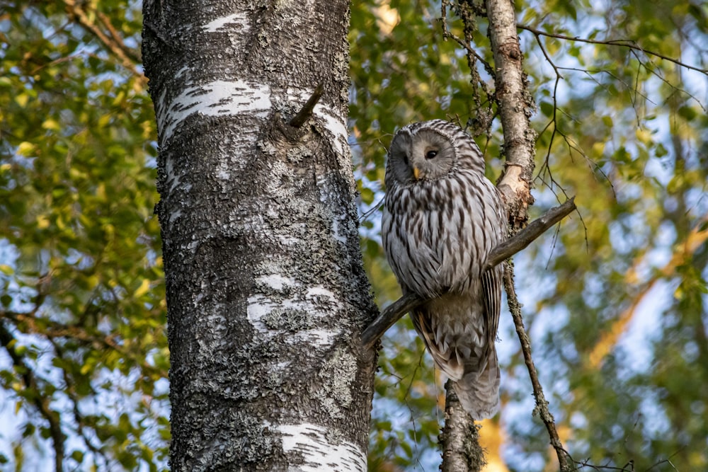 brown owl on brown tree branch during daytime