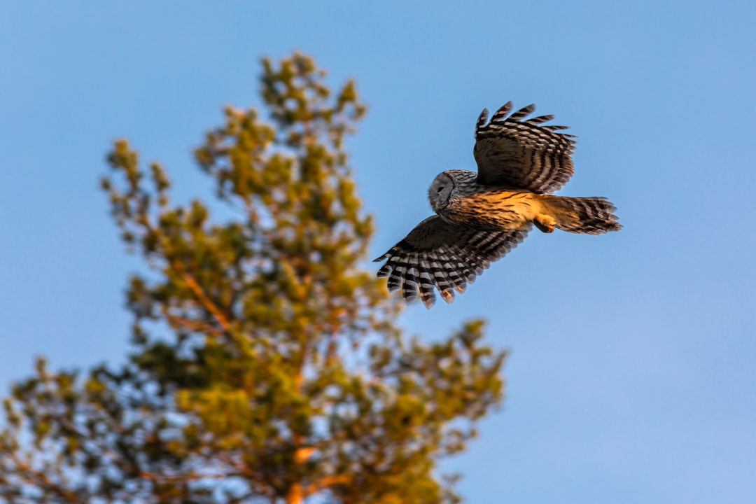 brown and white owl flying over green tree during daytime