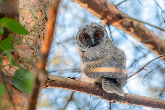 owl perched on brown tree branch during daytime in Keila Estonia