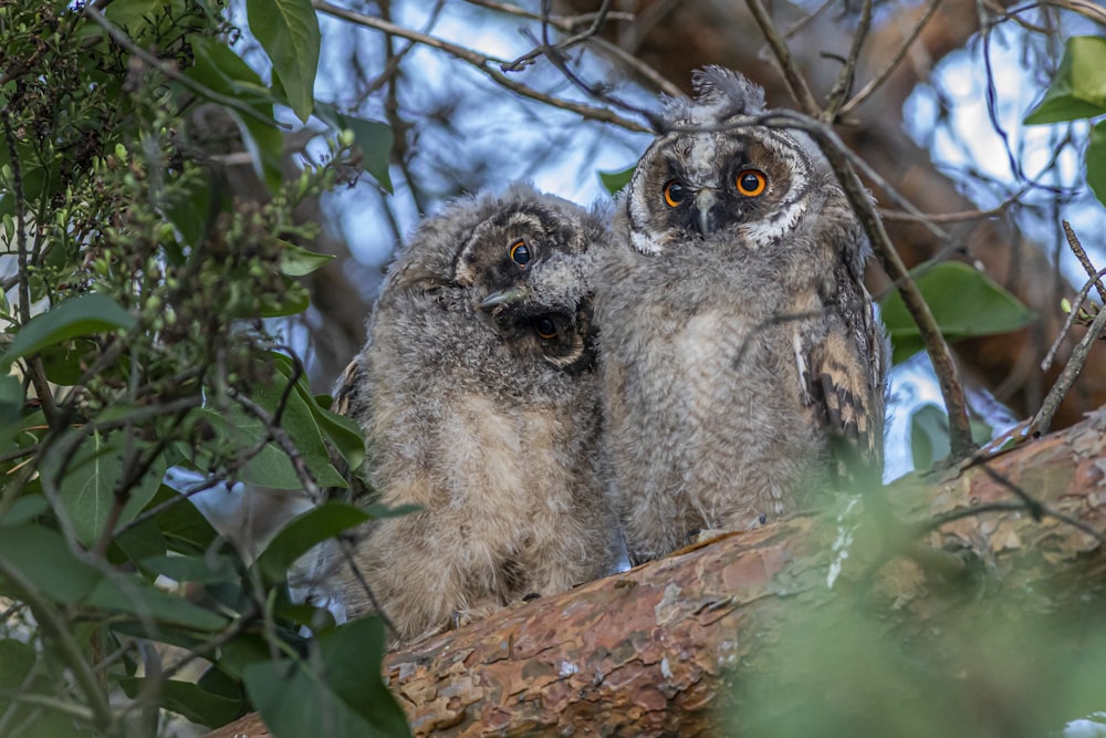 brown owl on brown tree branch during daytime