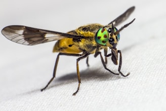 a close up of a fly on a white surface