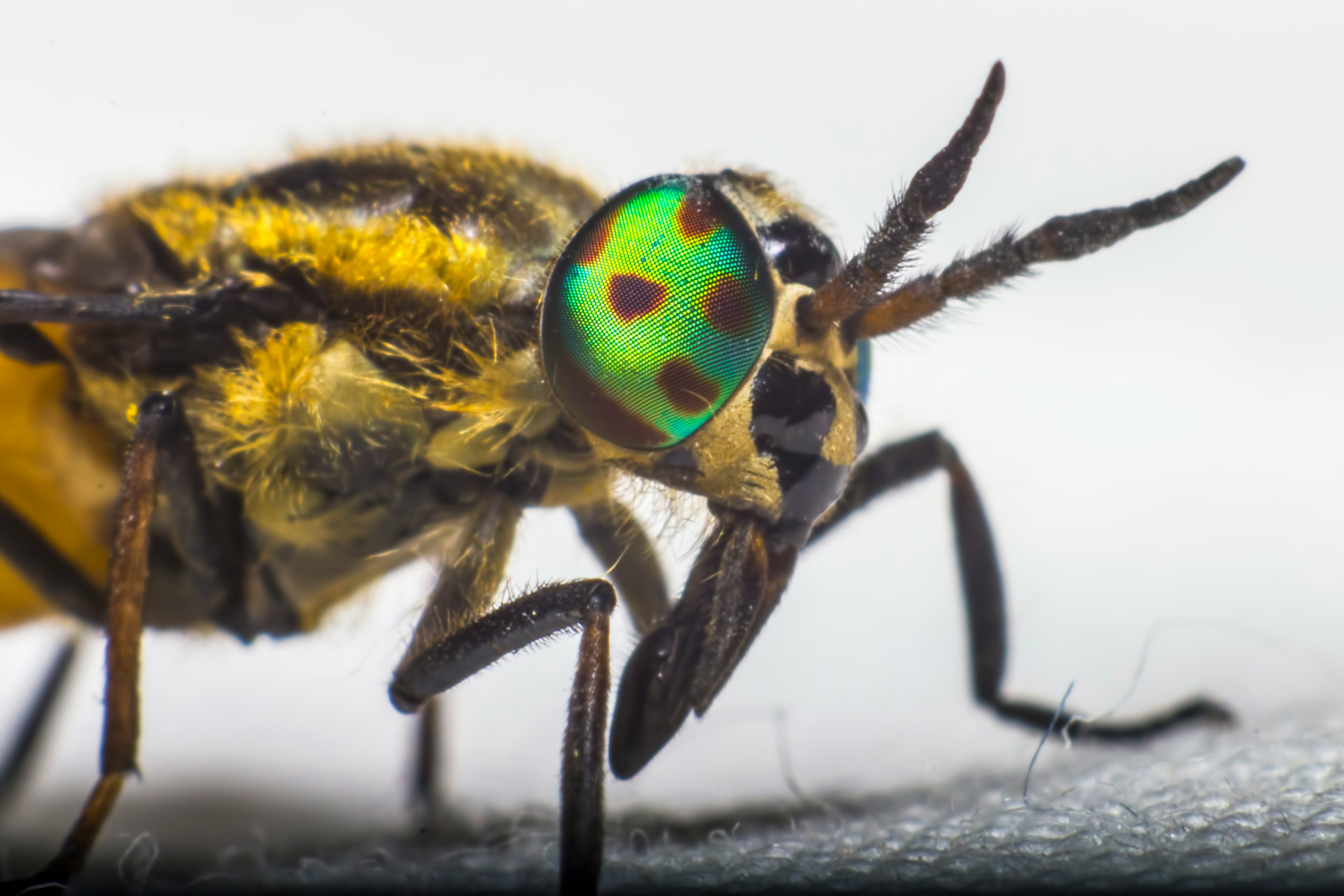 yellow and black insect on white textile