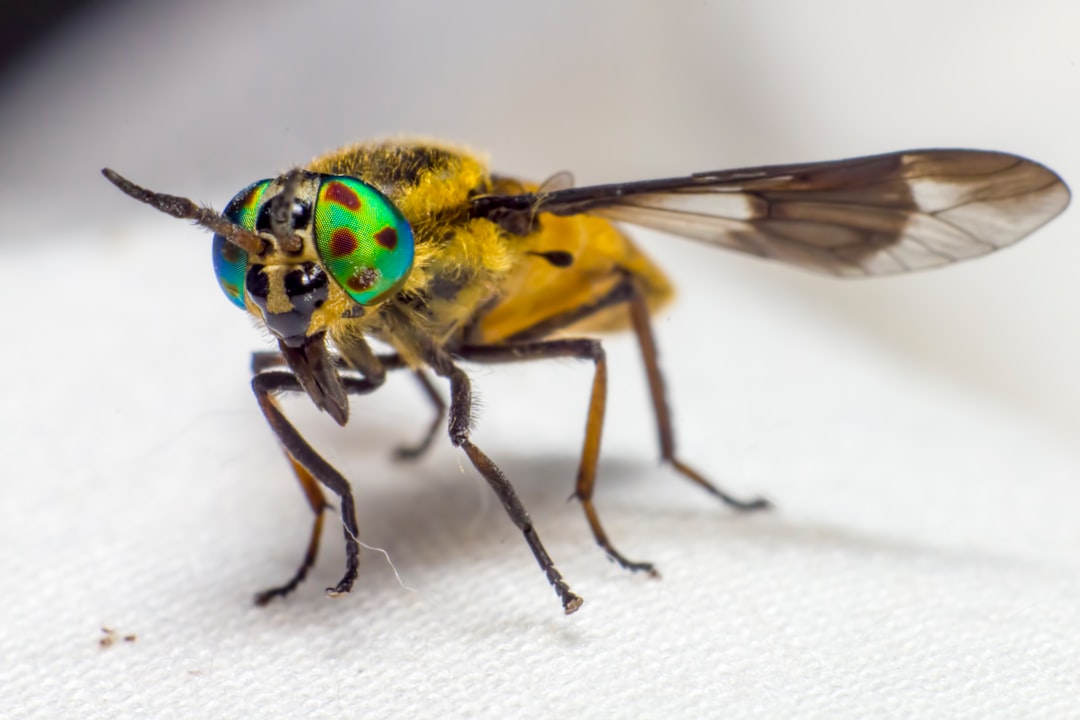 yellow and black insect on white textile