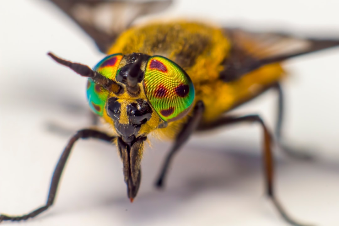 green and brown insect in close up photography