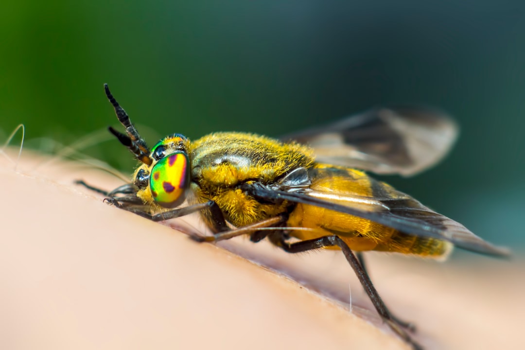 yellow and black insect in macro photography