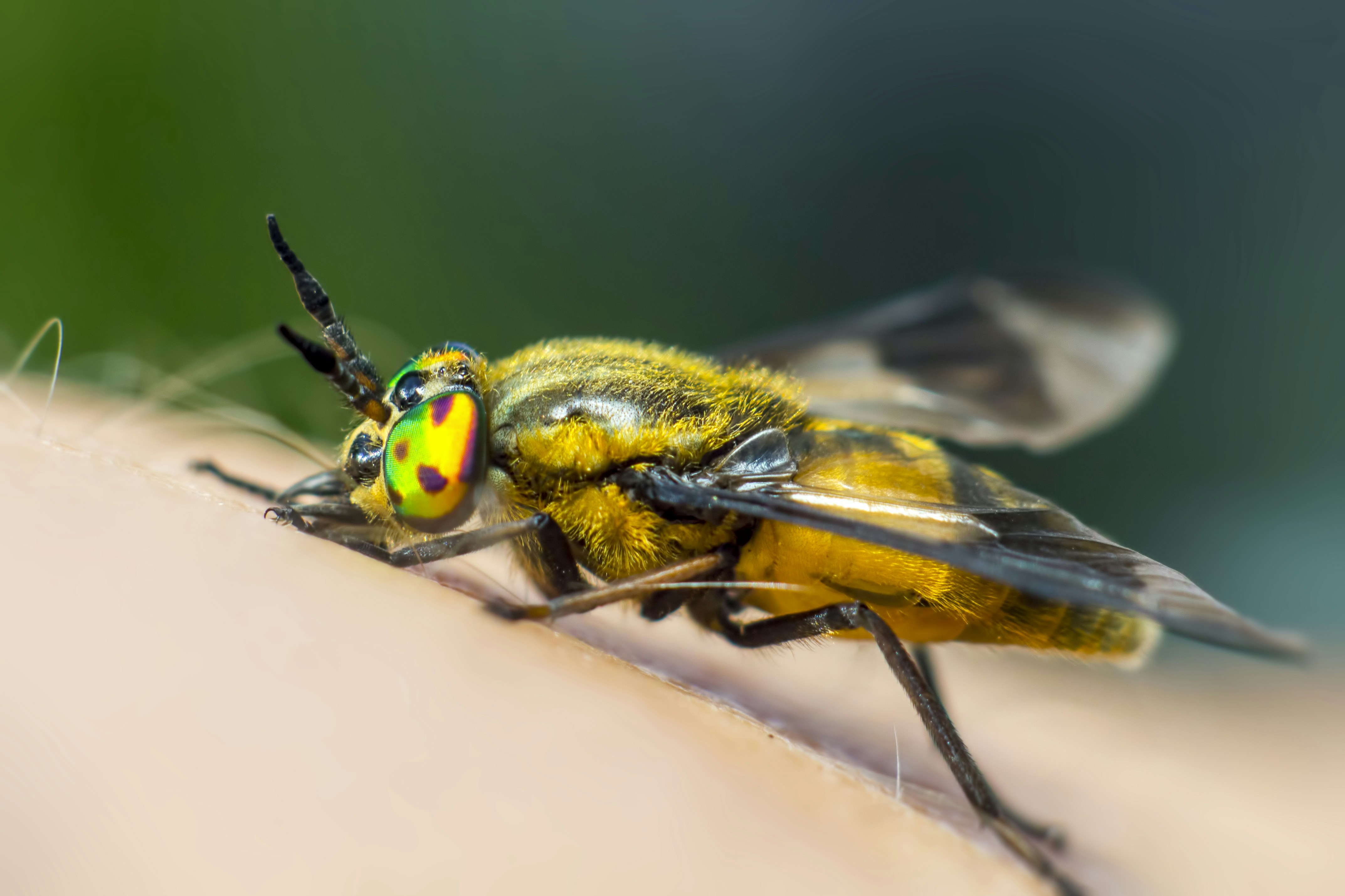 yellow and black insect in macro photography