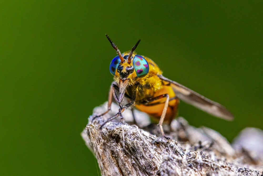 green and yellow insect on white textile