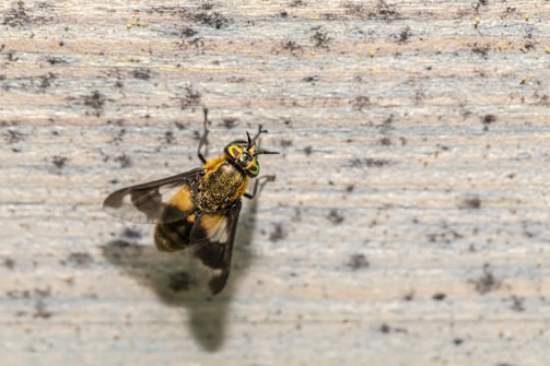 A close-up of a large fly resting on a textured wooden surface. The fly has distinctive yellow markings on its body and wings, and its compound eyes have an iridescent green shine.